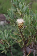 Protea subvestita