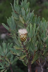 Protea subvestita