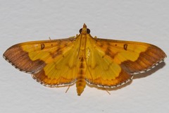 Meroctena staintonii