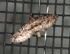 Sufetula hemiophthalma