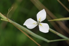 Moraea albicuspa