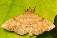 Anticarsia irrorata