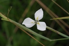 Moraea albicuspa
