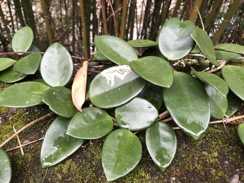 Hoya carnosa