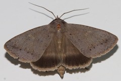 Pantydia capistrata