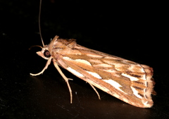 Meyrickella torquesauria