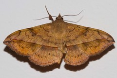 Anticarsia irrorata