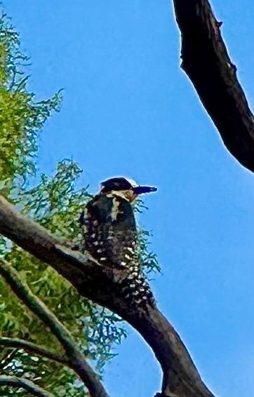 White-fronted Woodpecker (Melanerpes cactorum), photo 4