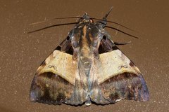 Serrodes mediopallens