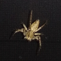 Oxyopes