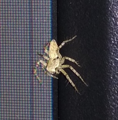 Oxyopes