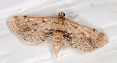 Parapoynx crisonalis