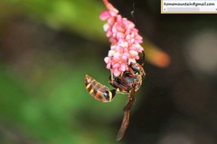 Polistes snelleni