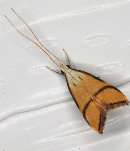 Crocanthes perigrapta Meyrick, 1904