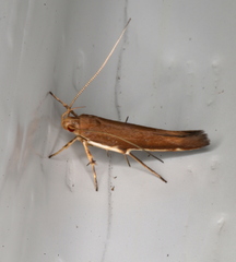 Glaphyristis marmarea