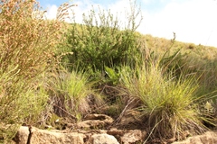 Passerina montivaga