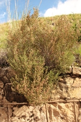 Passerina montivaga