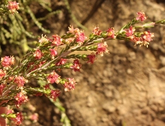 Passerina montivaga