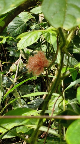 Jungle Cucumber (Gurania eriantha)