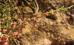Passerina montivaga