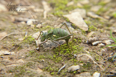 Lluciapomaresius anapaulae