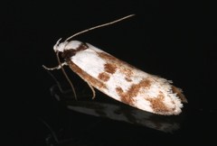 Palimmeces variegata