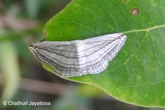 Scopula opicata