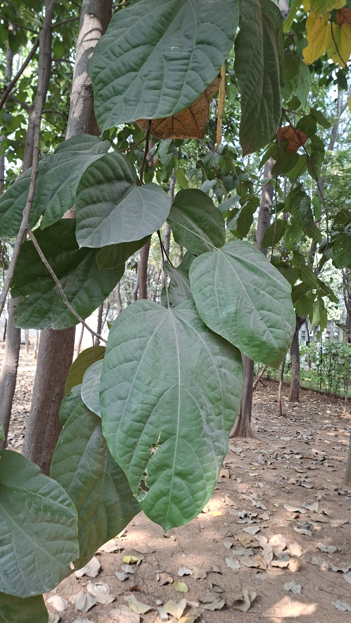 Buddha's Coconut Tree (Pterygota alata)