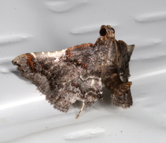 Scenedra decoratalis