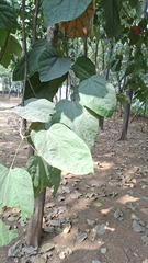 Pterygota alata, photograph author not stated, no rights reserved
