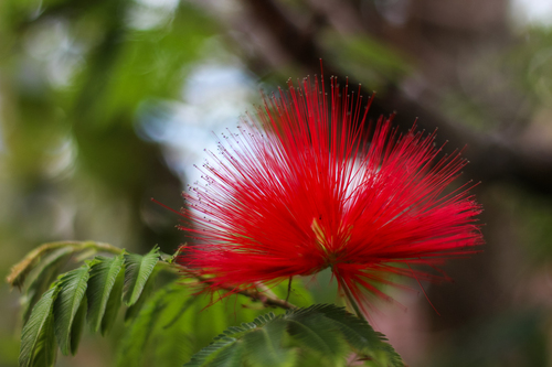 Caliandra