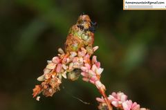 Melanopsichium pennsylvanicum