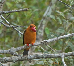 Pelargopsis amauroptera