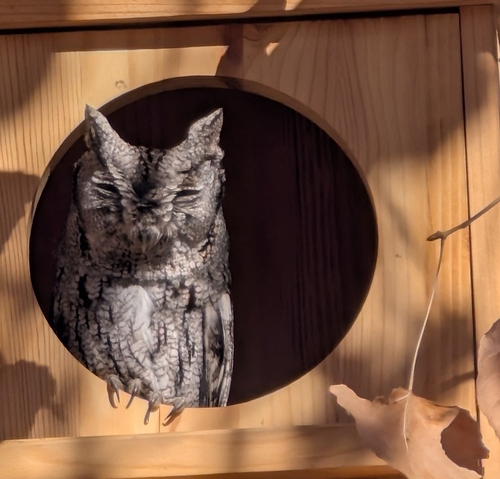 Western Screech-Owl observed by immortalights