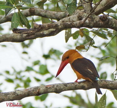 Pelargopsis amauroptera