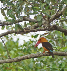 Pelargopsis amauroptera