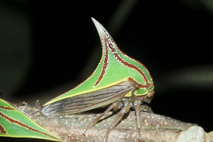 Umbonia spinosa