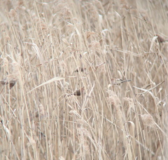 Sinosuthora webbiana