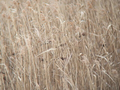 Sinosuthora webbiana