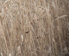 Sinosuthora webbiana