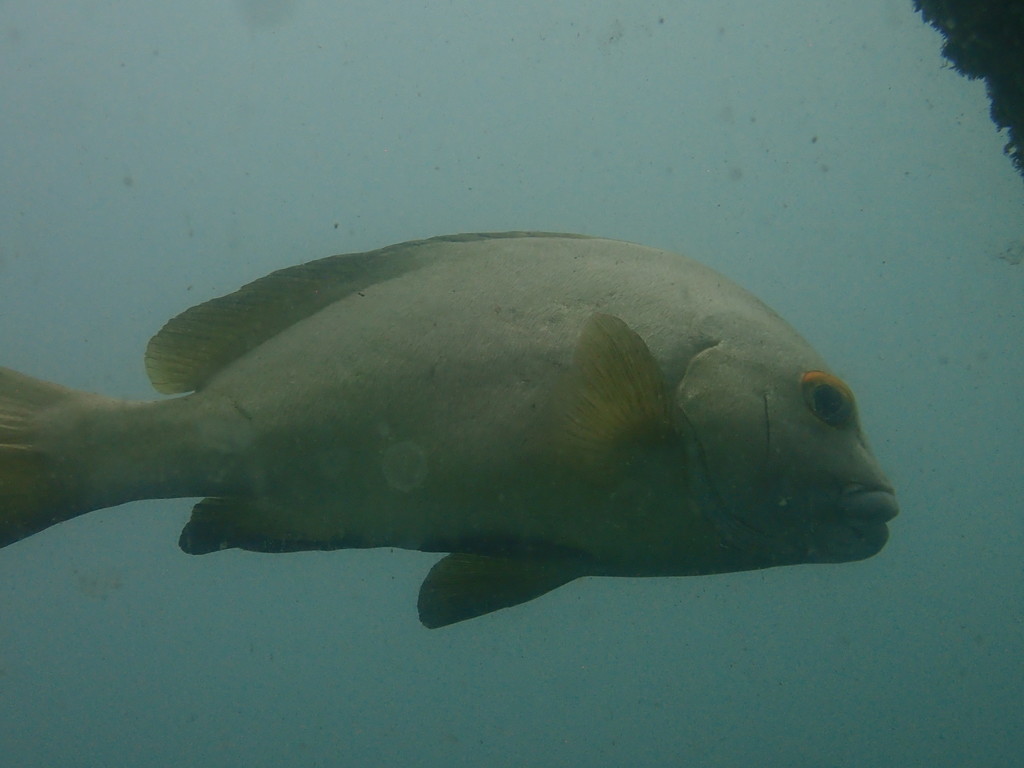 Arabian sweetlips (Plectorhinchus schotaf) — Haemulidae