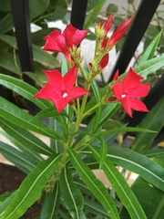Nerium oleander