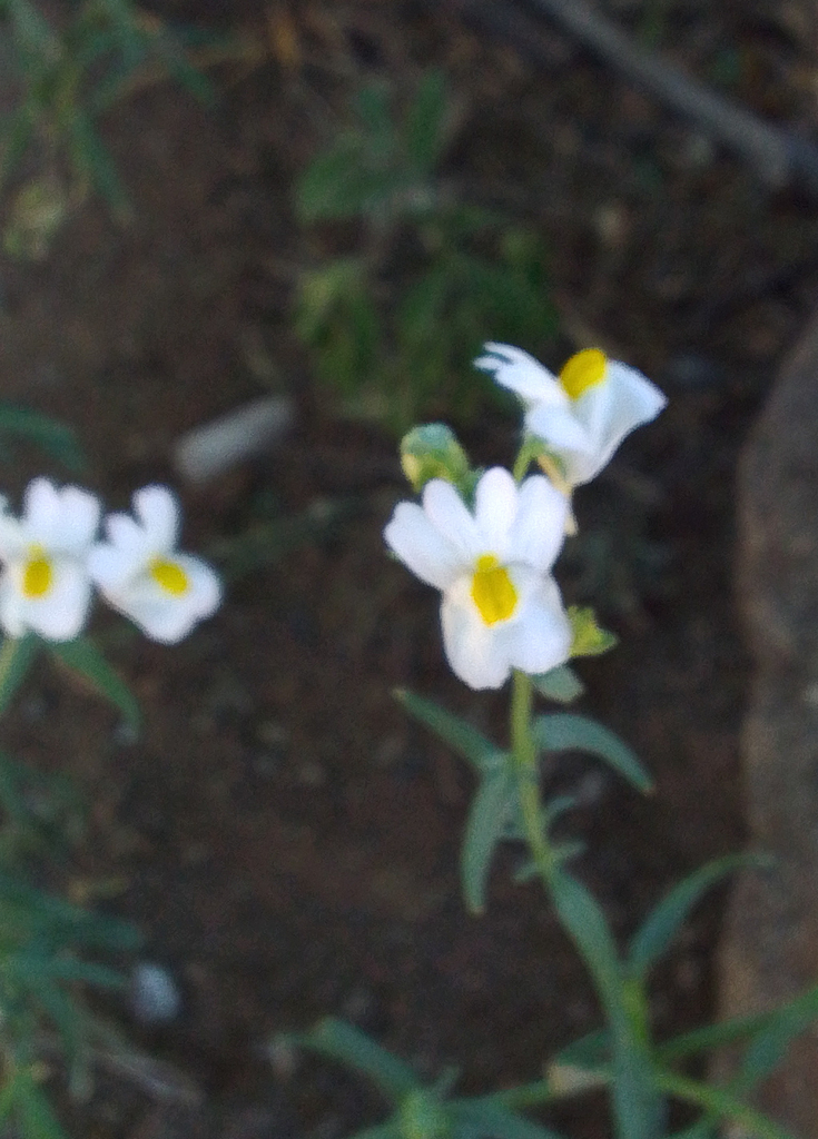 Nemesia linearis