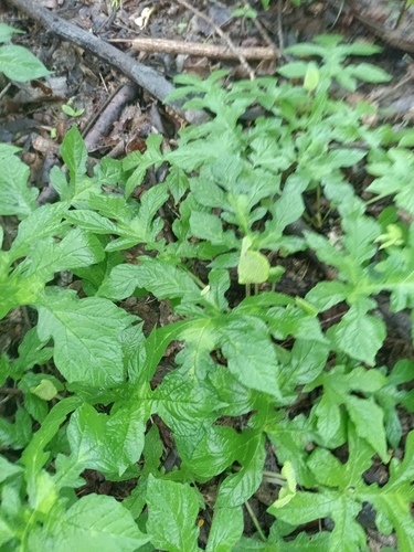 Dorstenia drakena