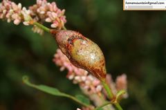 Melanopsichium pennsylvanicum