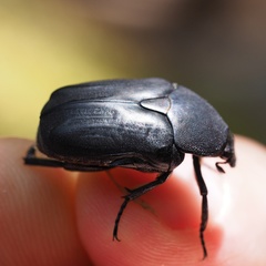 Protaetia opaca