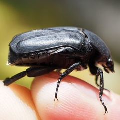 Protaetia opaca