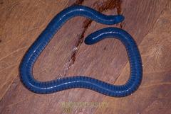 Caecilia tentaculata