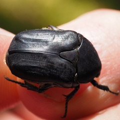 Protaetia opaca