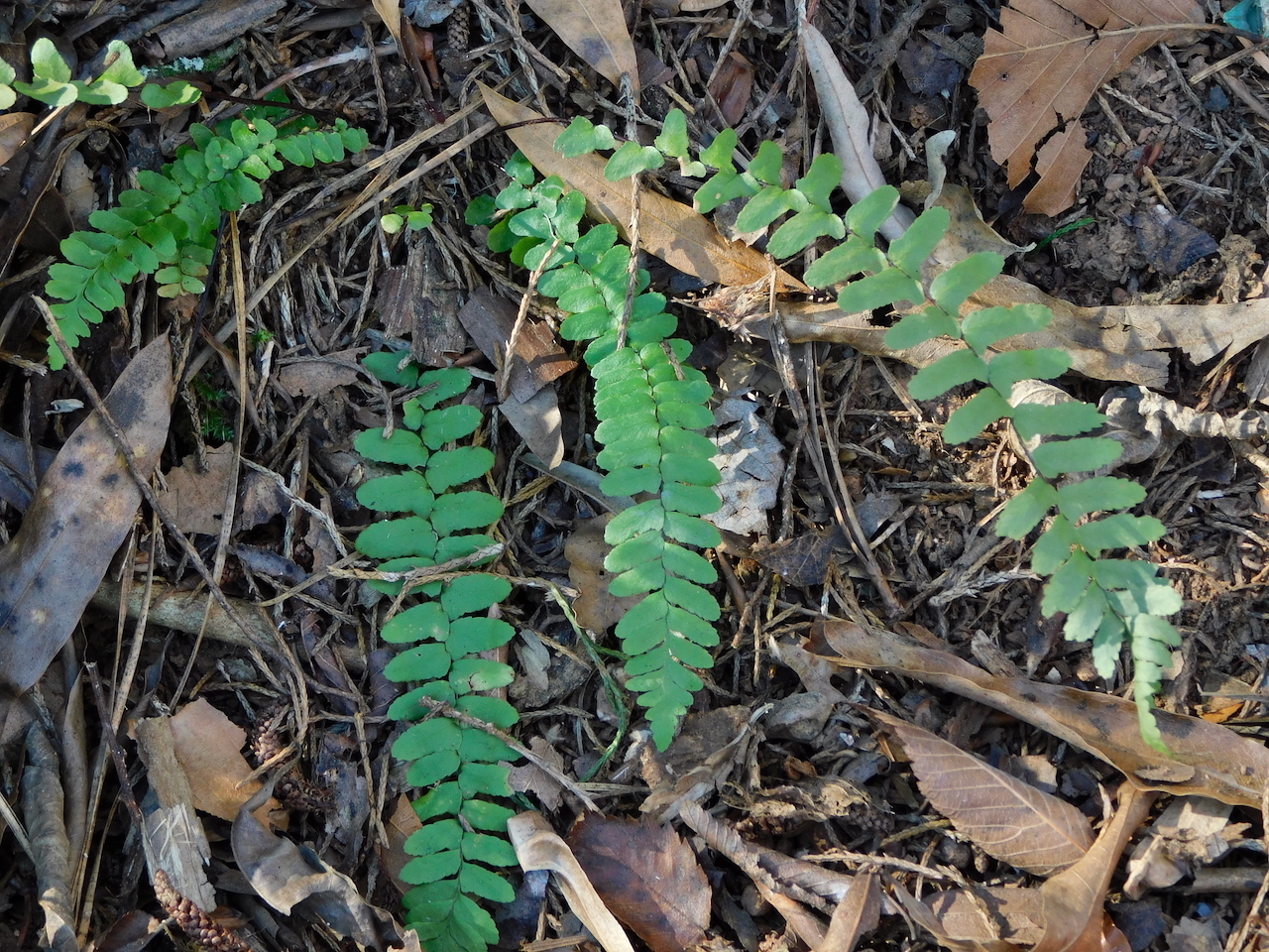 Imagem de Asplenium platyneuron